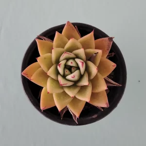 Echeveria agavoides