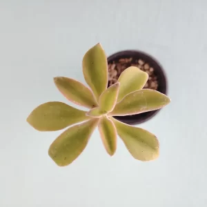 Echeveria coccinea
