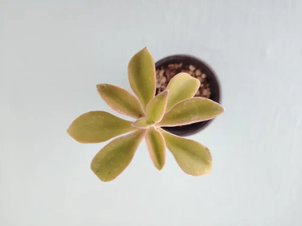 Echeveria coccinea