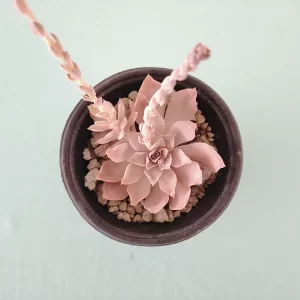 Echeveria difractens