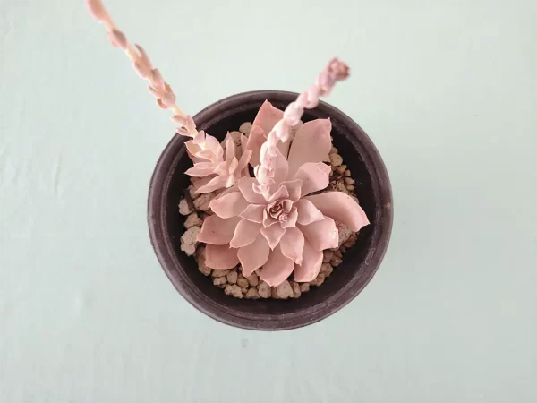 Echeveria difractens