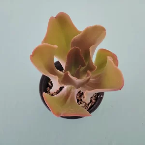 Echeveria gigantea san luis