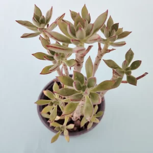 Echeveria harmsii