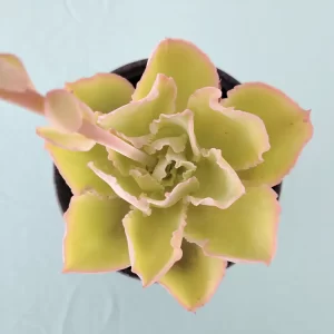 Echeveria  juarezensis