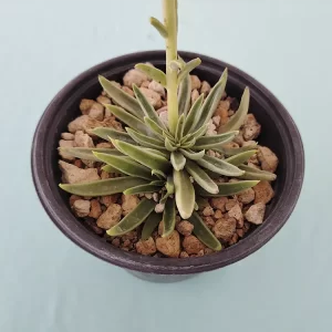 Echeveria lutea
