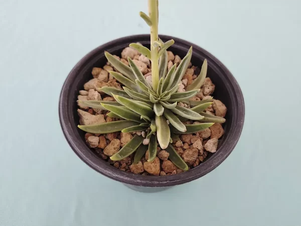 Echeveria lutea