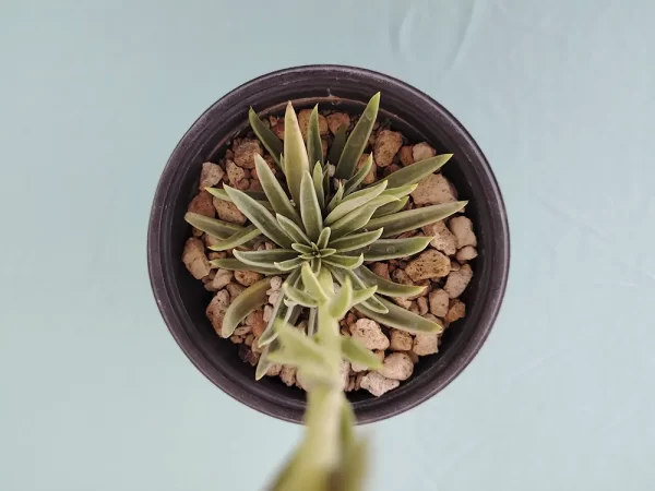 Echeveria lutea - Imagen 4