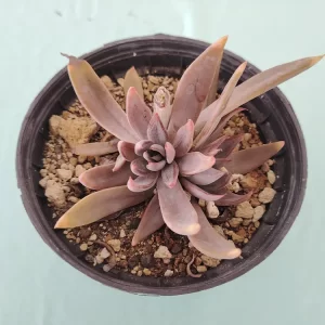Echeveria lyonsii