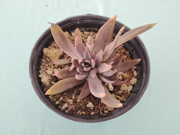 Echeveria lyonsii