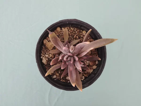 Echeveria lyonsii - Imagen 3