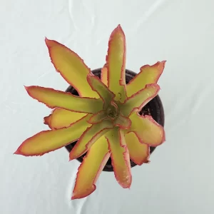 Echeveria marianae