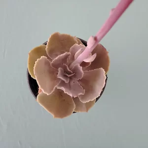 Echeveria altamirae