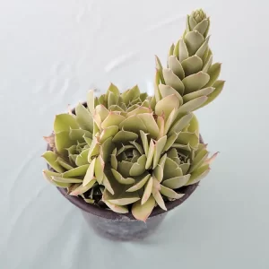 Echeveria megacalix