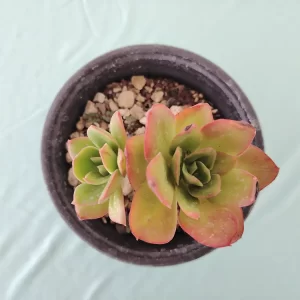 Echeveria montana
