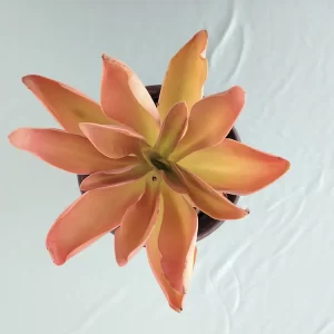 Echeveria munizii