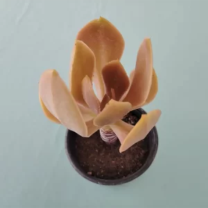 Echeveria nayaritensis