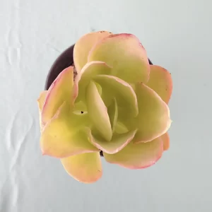 Echeveria pallida mini