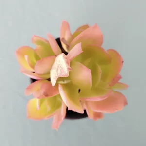 Echeveria pallida