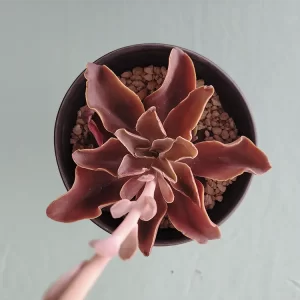 Echeveria perez-calixii