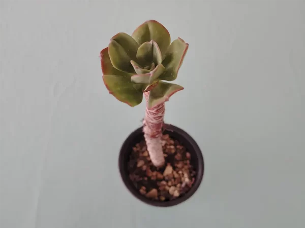 Echeveria procera - Imagen 2