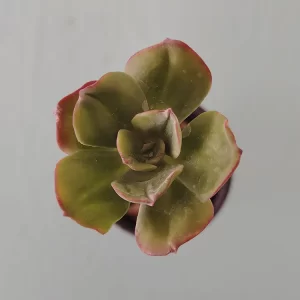 Echeveria procera