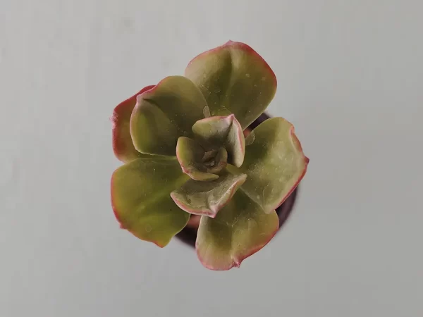 Echeveria procera