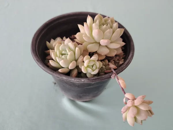 Echeveria prolifica - Imagen 2