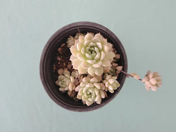 Echeveria prolifica