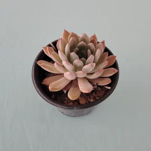 Echeveria amoena var. natural