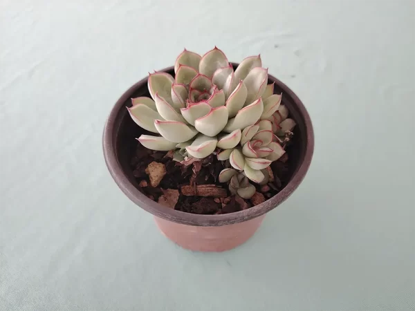 Echeveria pulidonis - Imagen 2