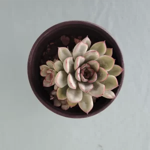 Echeveria pulidonis