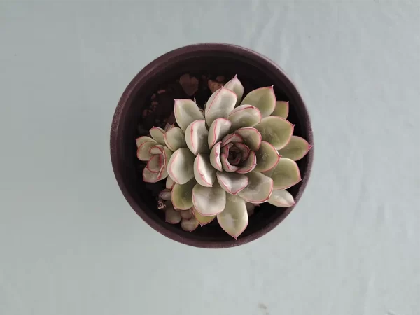 Echeveria pulidonis