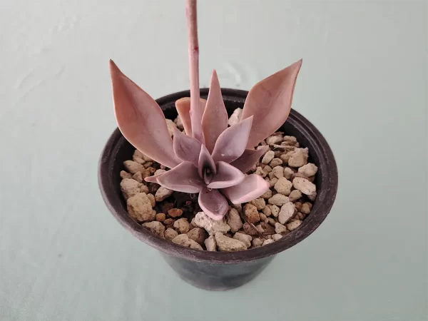 Echeveria rodolfoi - Imagen 2