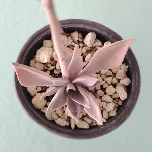 Echeveria rodolfoi