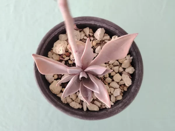 Echeveria rodolfoi