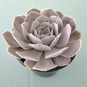 Echeveria runyoni
