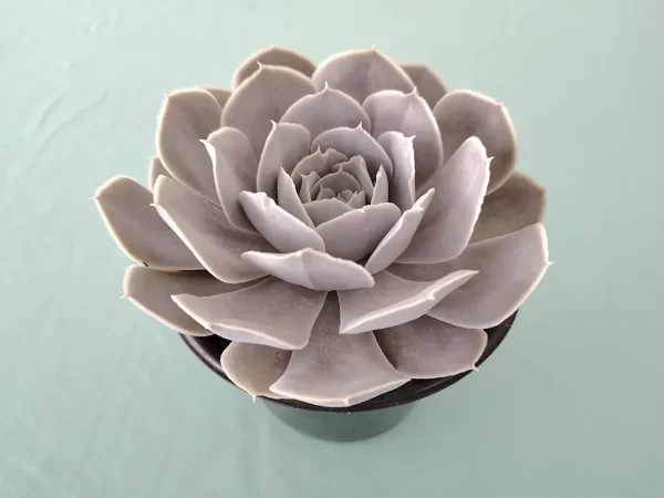 Echeveria runyoni