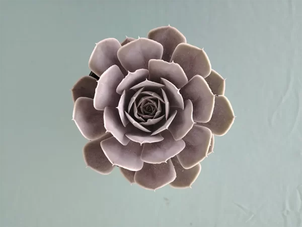Echeveria runyoni - Imagen 3