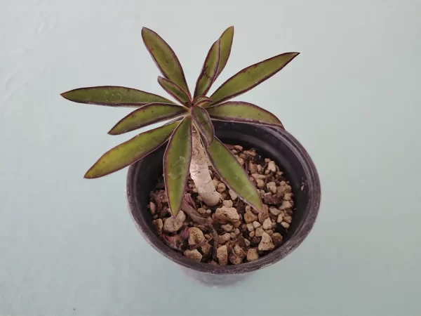 Echeveria semivestita - Imagen 2