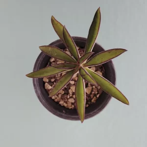 Echeveria semivestita