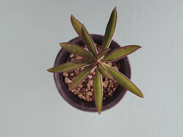 Echeveria semivestita