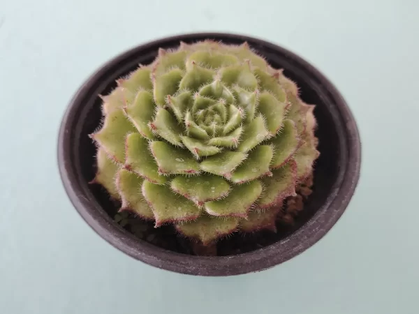 Echeveria setosa var. ciliata - Imagen 2