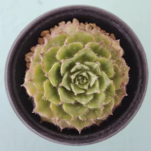 Echeveria setosa var. ciliata
