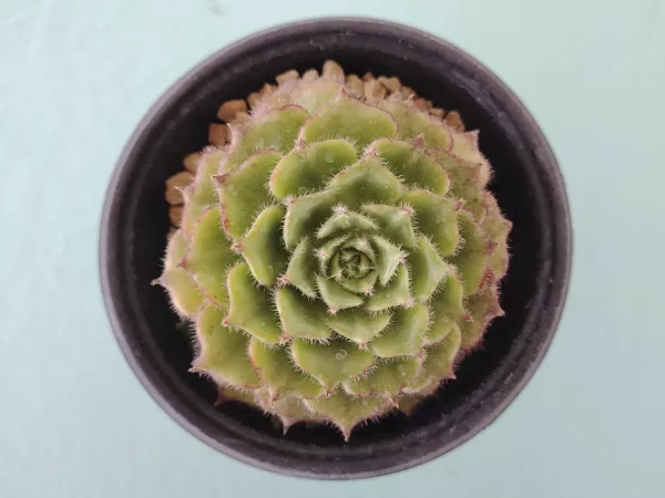 Echeveria setosa var. ciliata
