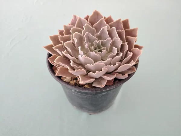 Echeveria shaviana - Imagen 2
