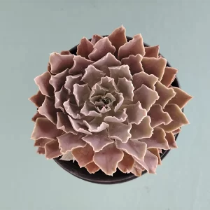 Echeveria shaviana