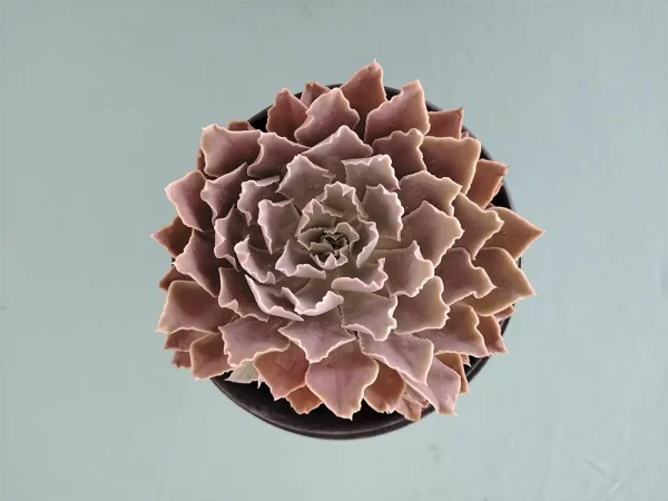 Echeveria shaviana