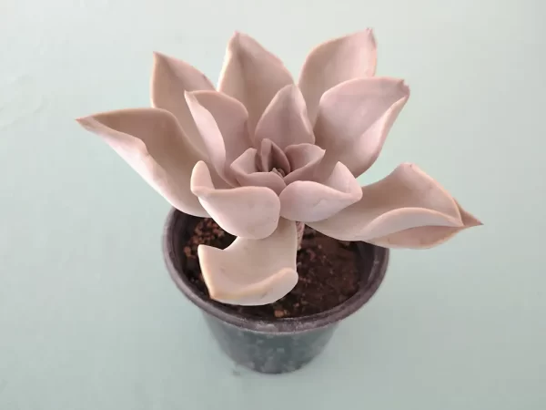 Echeveria mamulique - Imagen 2