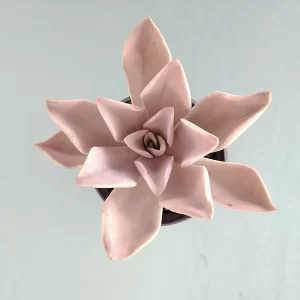 Echeveria mamulique