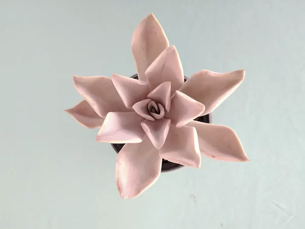 Echeveria mamulique